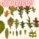 Oak Tree Leaves