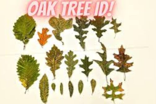 Oak Tree Leaves