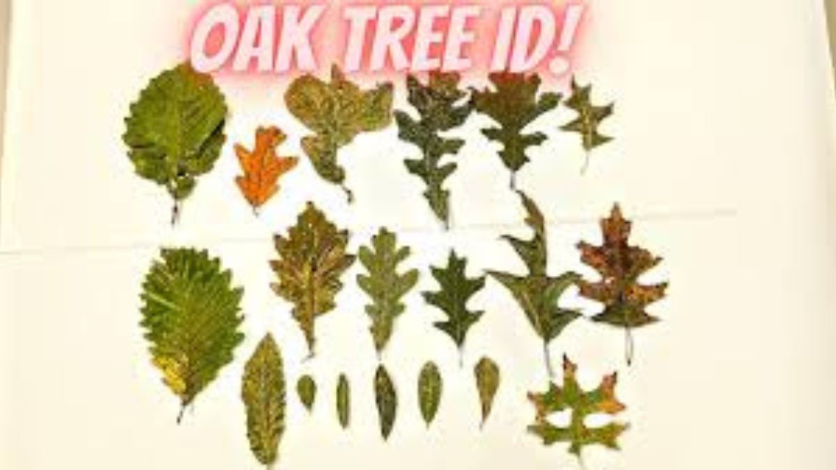 Oak Tree Leaves