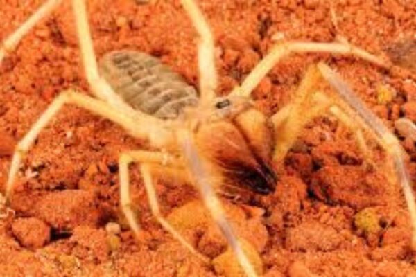 camel-spider