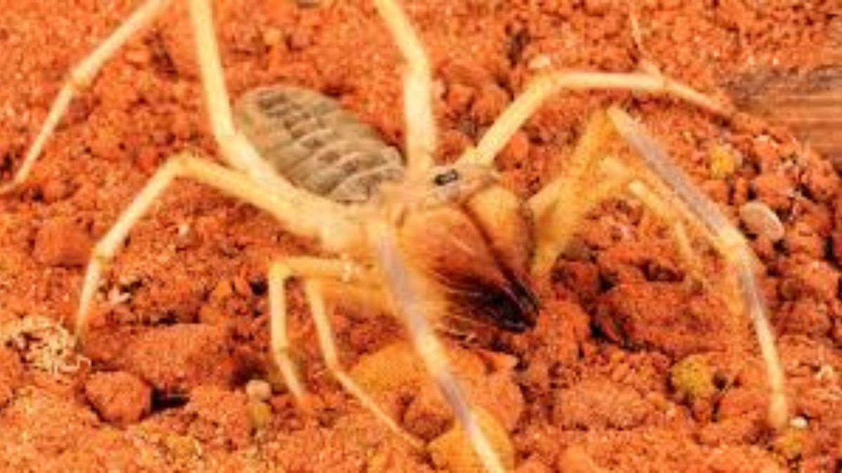 camel-spider